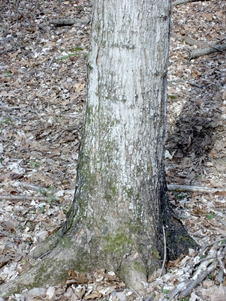{Acer barbatum}